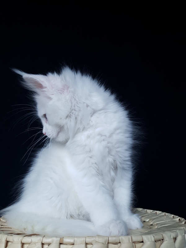 Barney Akbars - Kitten maine-coon 2 months 1 week