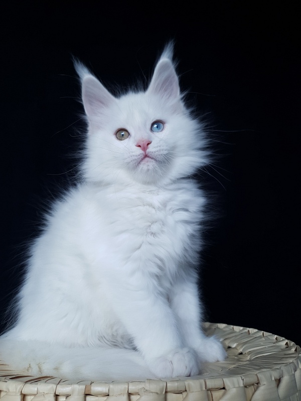 Barney Akbars - Kitten maine-coon 2 months 1 week