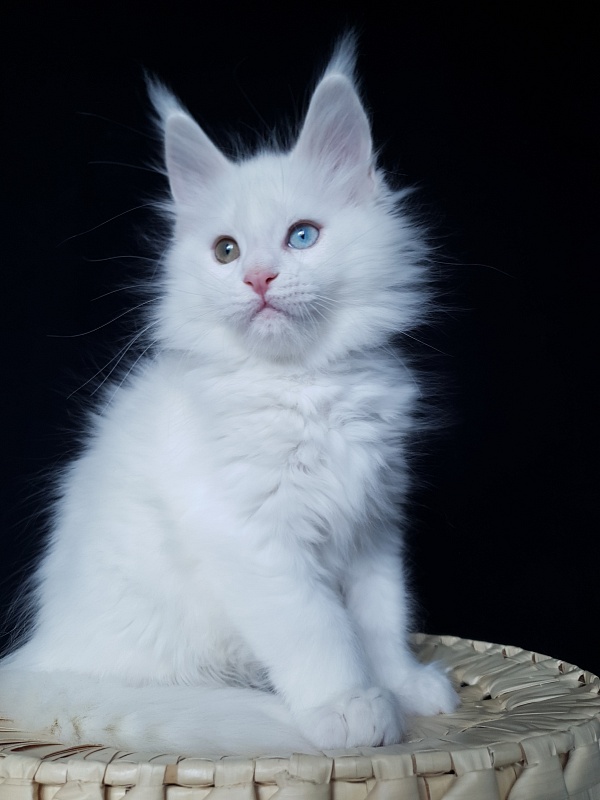 Barney Akbars - Kitten maine-coon 2 months 1 week