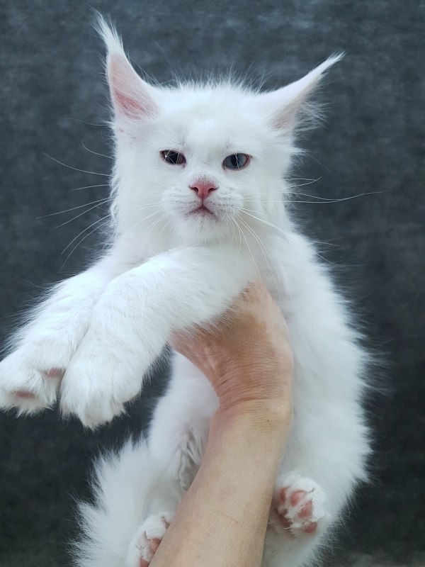 Barney Akbars - Kitten maine-coon 2 months