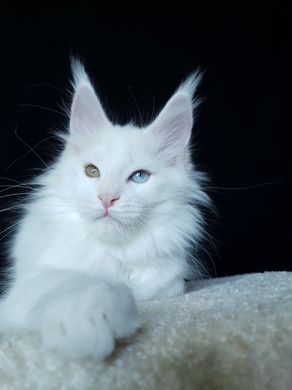 Barney Akbars - Kitten maine-coon 2 months 4 weeks