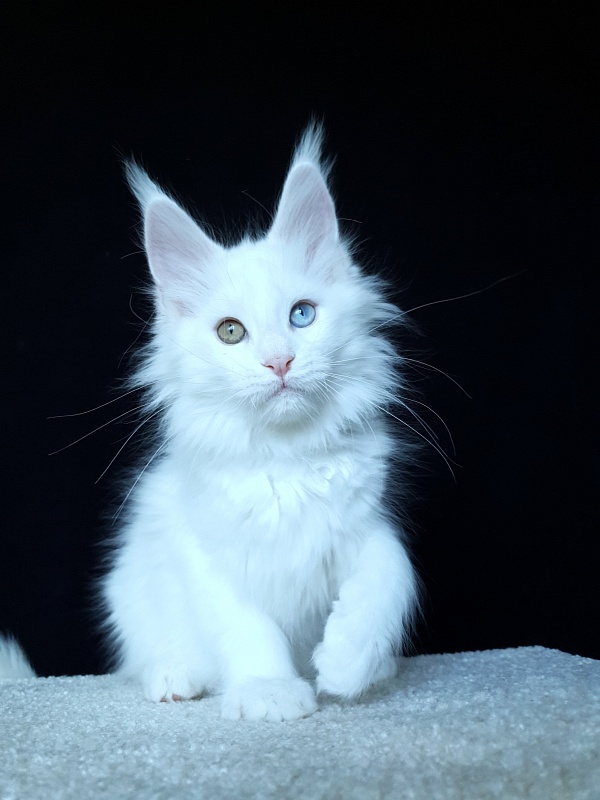 Barney Akbars - Kitten maine-coon 2 months 4 weeks