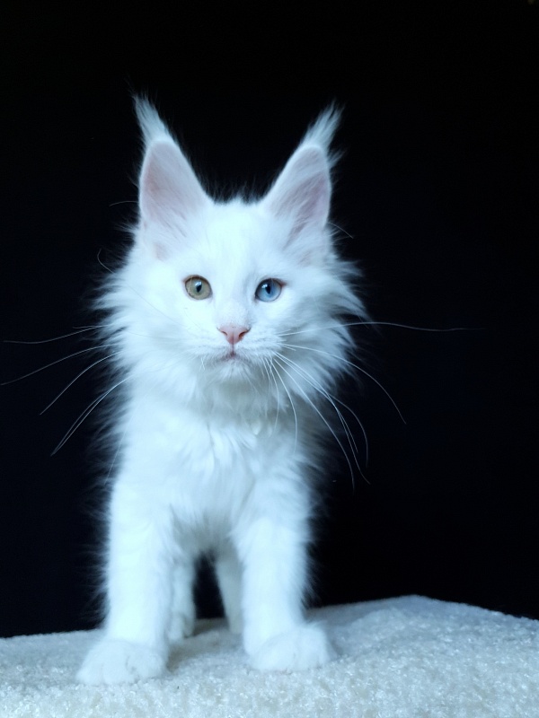 Barney Akbars - Kitten maine-coon 2 months 4 weeks