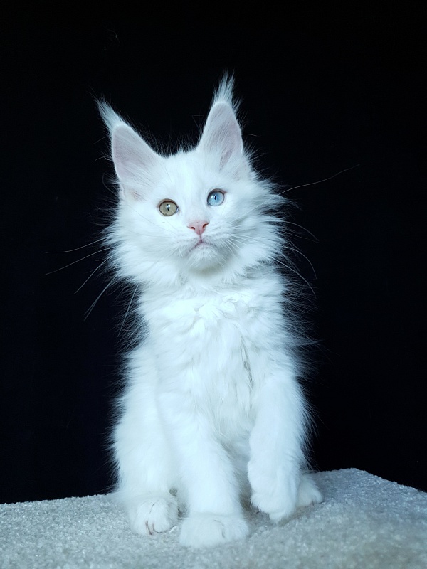 Barney Akbars - Kitten maine-coon 2 months 4 weeks