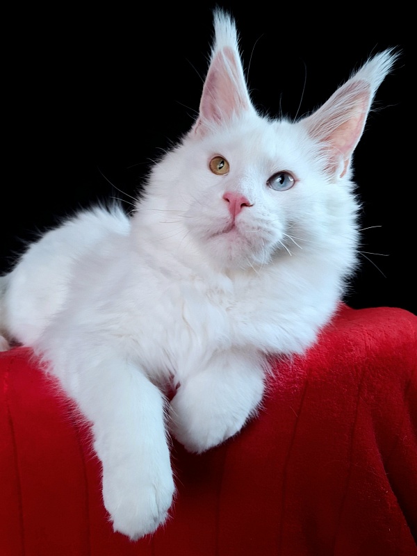 Barney Akbars - Kitten maine-coon 6 months 3 weeks