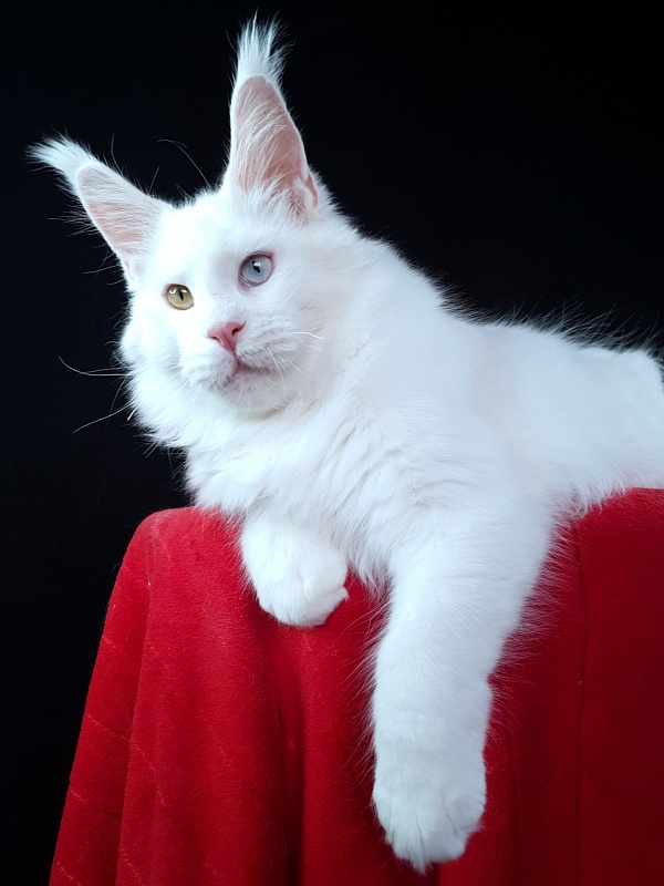 Barney Akbars - Kitten maine-coon 6 months 3 weeks