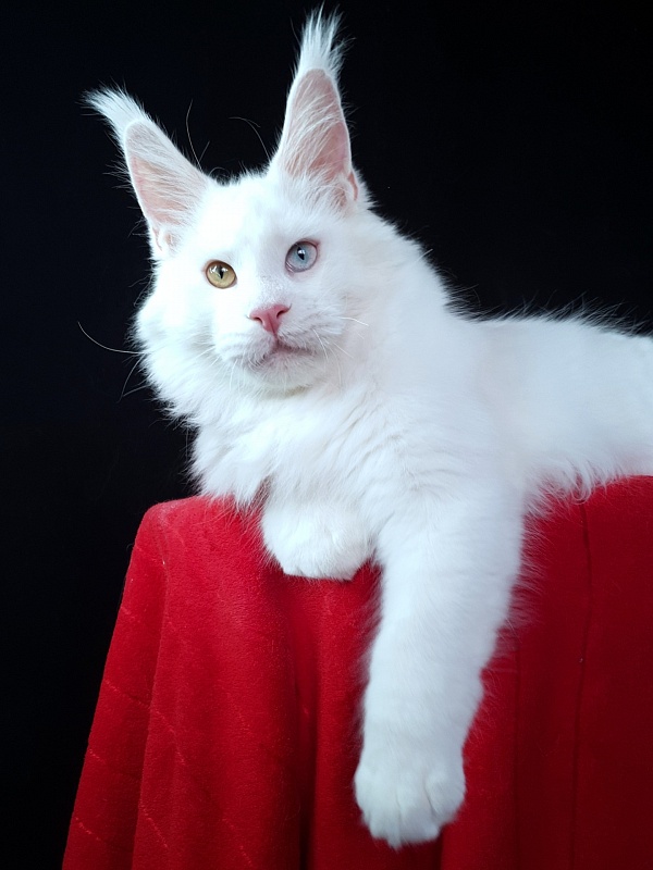 Barney Akbars - Kitten maine-coon 6 months 3 weeks