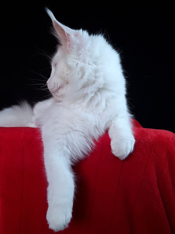 Barney Akbars - Kitten maine-coon 6 months 3 weeks