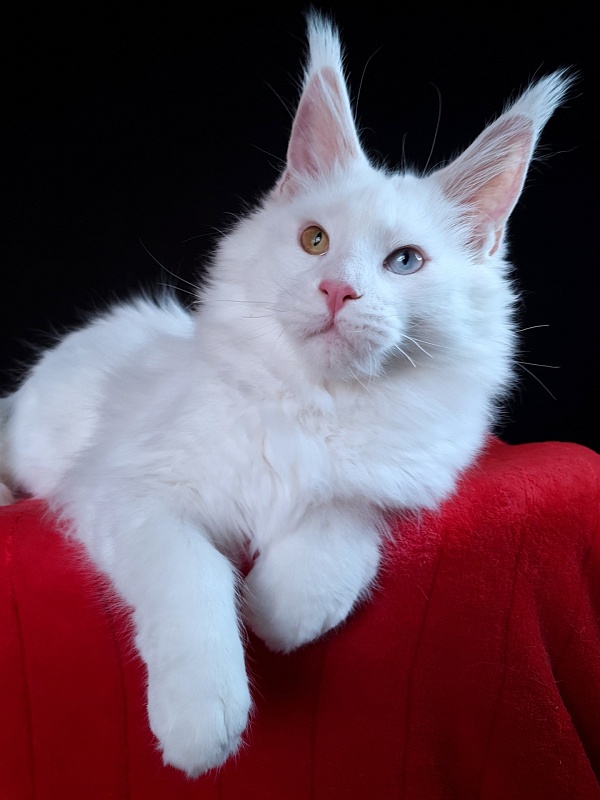 Barney Akbars - Kitten maine-coon 6 months 3 weeks