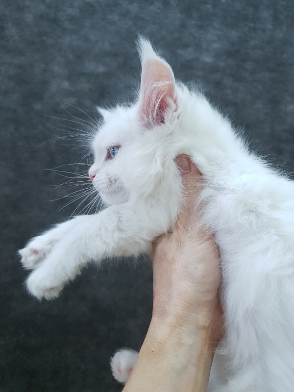 Barney Akbars - Kitten maine-coon 2 months