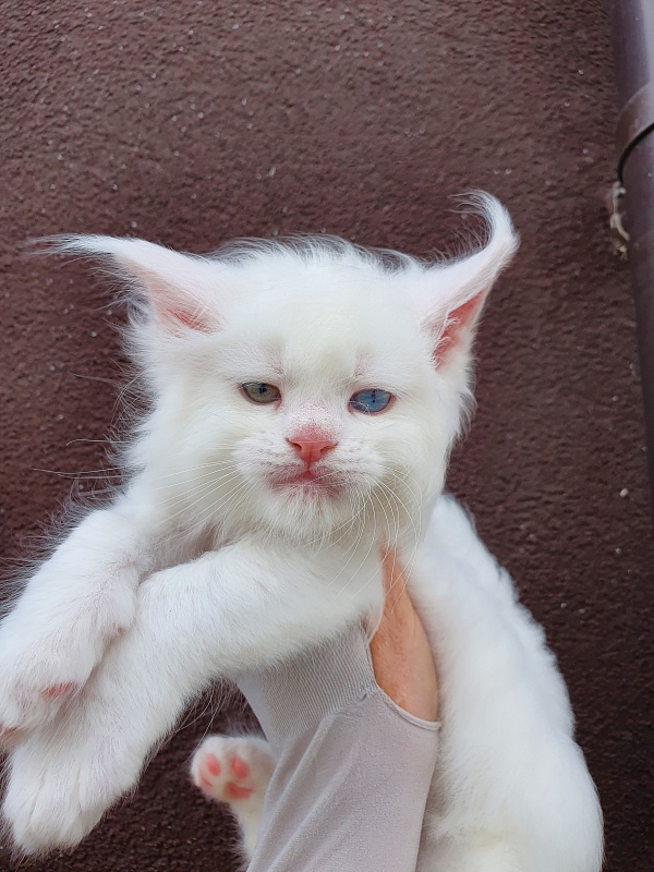 Barney Akbars - Kitten maine-coon 1 month 1 week