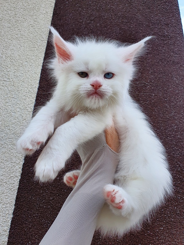 Barney Akbars - Kitten maine-coon 1 month 1 week