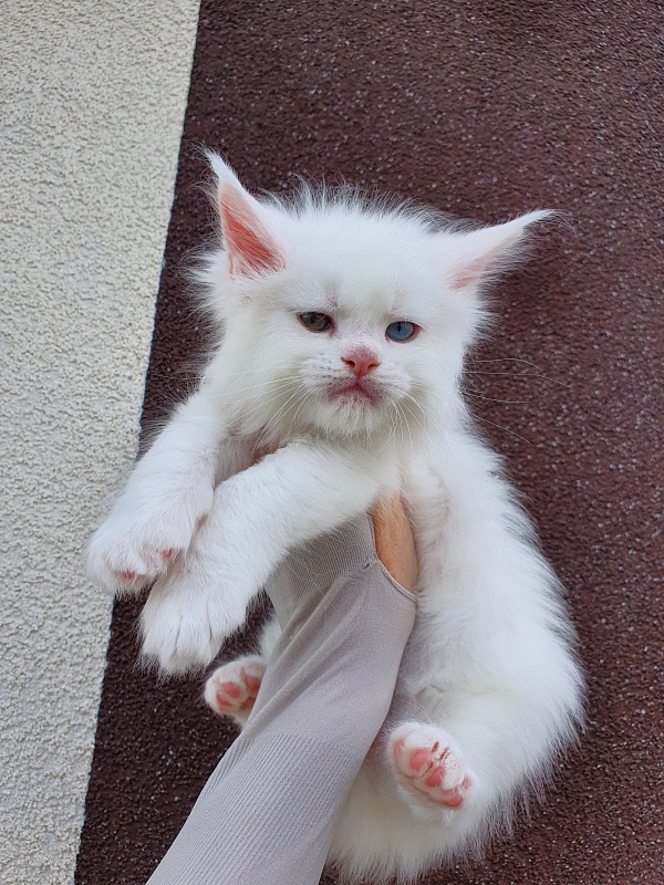 Barney Akbars - Kitten maine-coon 1 month 1 week