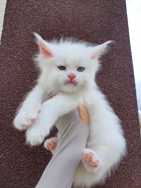 Barney Akbars - Kitten maine-coon 1 month 1 week