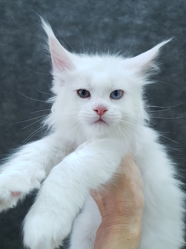 Barney Akbars - Kitten maine-coon 2 months