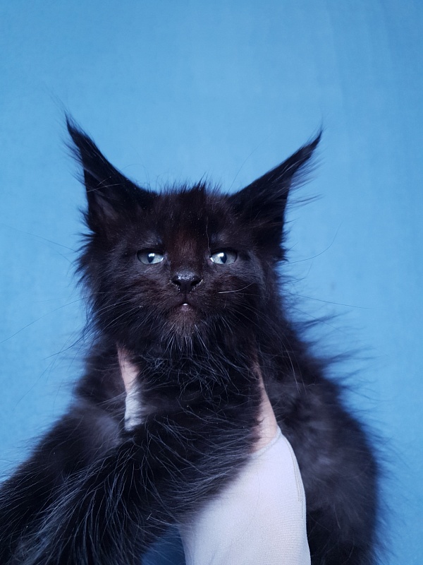 Commander Akbars (polydactyl) 77/76 - Kitten maine-coon 2 months 1 week