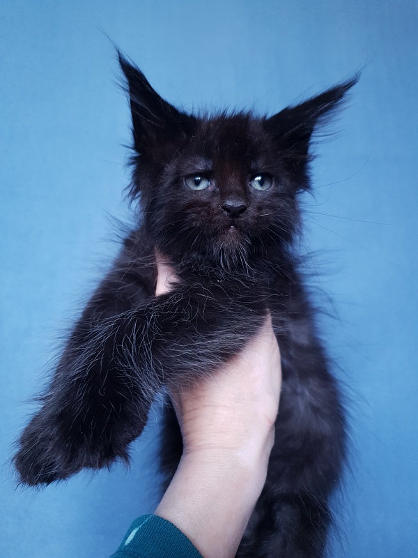 Commander Akbars (polydactyl) 77/76 - Kitten maine-coon 2 months 1 week