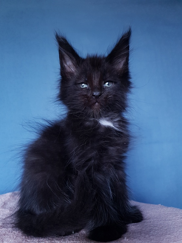 Commander Akbars (polydactyl) 77/76 - Kitten maine-coon 2 months 1 week