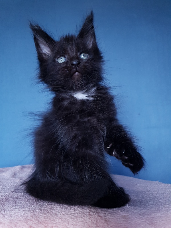 Commander Akbars (polydactyl) 77/76 - Kitten maine-coon 2 months 1 week