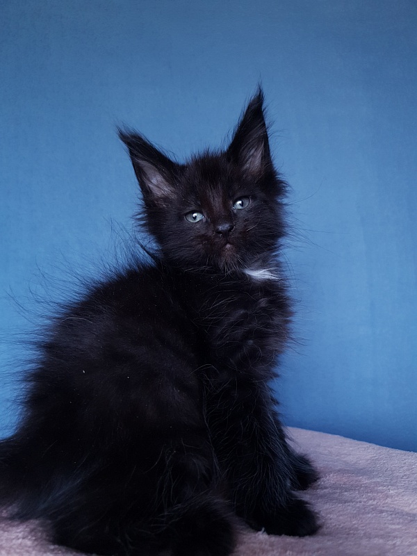Commander Akbars (polydactyl) 77/76 - Kitten maine-coon 2 months 1 week