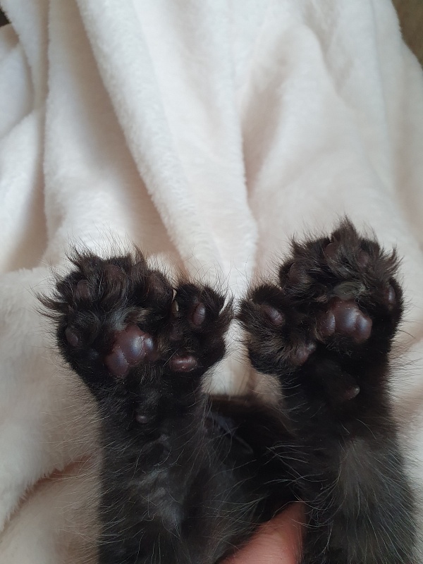 Commander Akbars (polydactyl) 77/76 - Kitten maine-coon 2 months 1 week