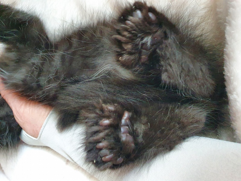 Commander Akbars (polydactyl) 77/76 - Kitten maine-coon 2 months 1 week