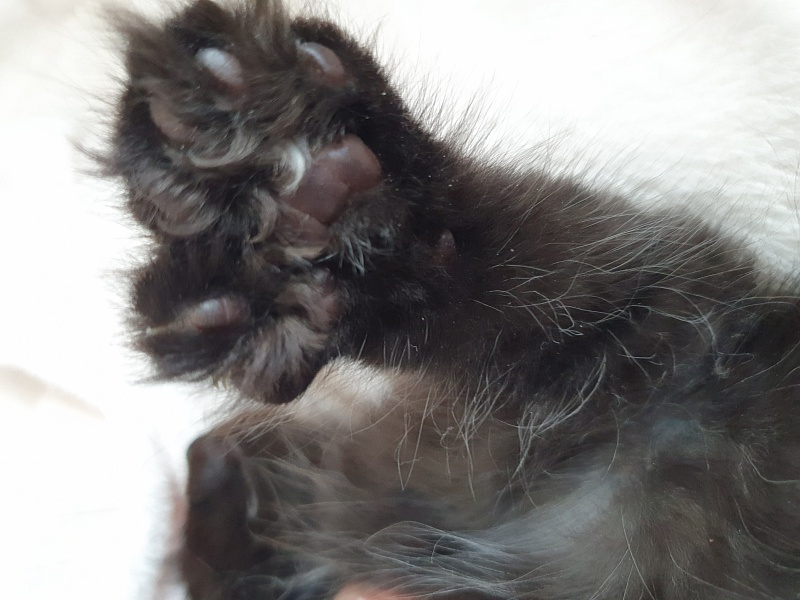 Commander Akbars (polydactyl) 77/76 - Kitten maine-coon 2 months 1 week