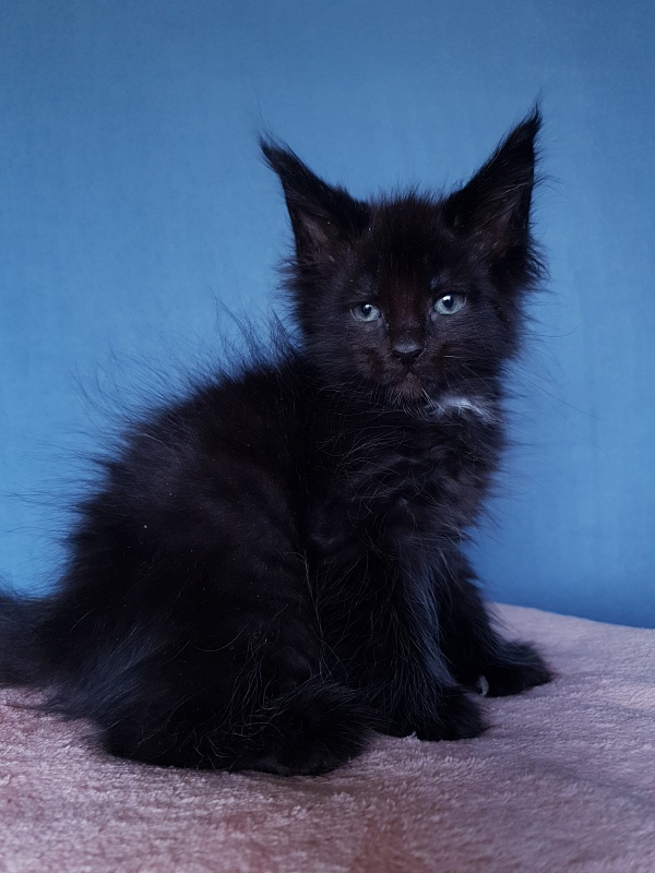 Commander Akbars (polydactyl) 77/76 - Kitten maine-coon 2 months 1 week