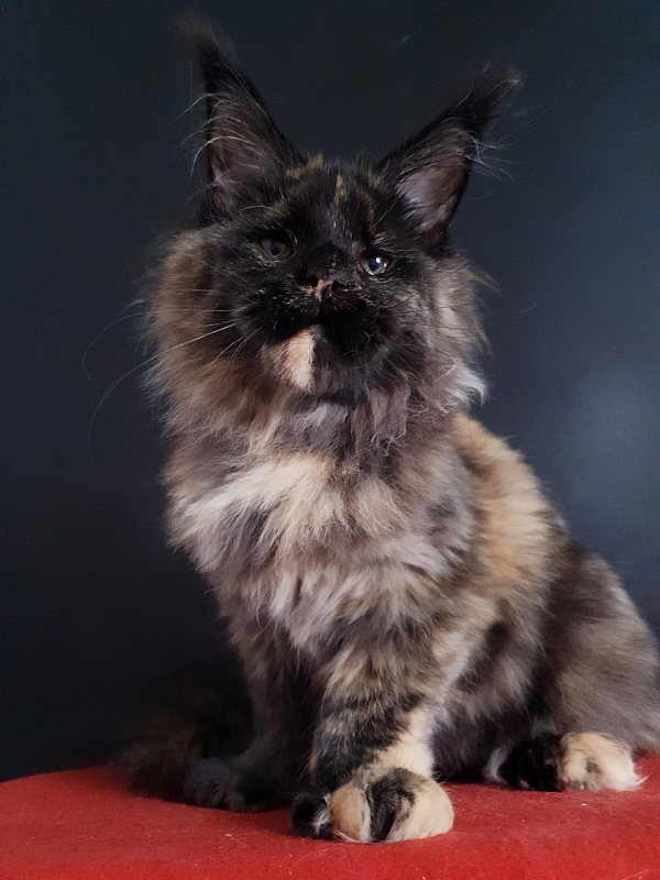 Celebrity Akbars (polydactyl) 66/67 - Kitten maine-coon 4 months 4 weeks
