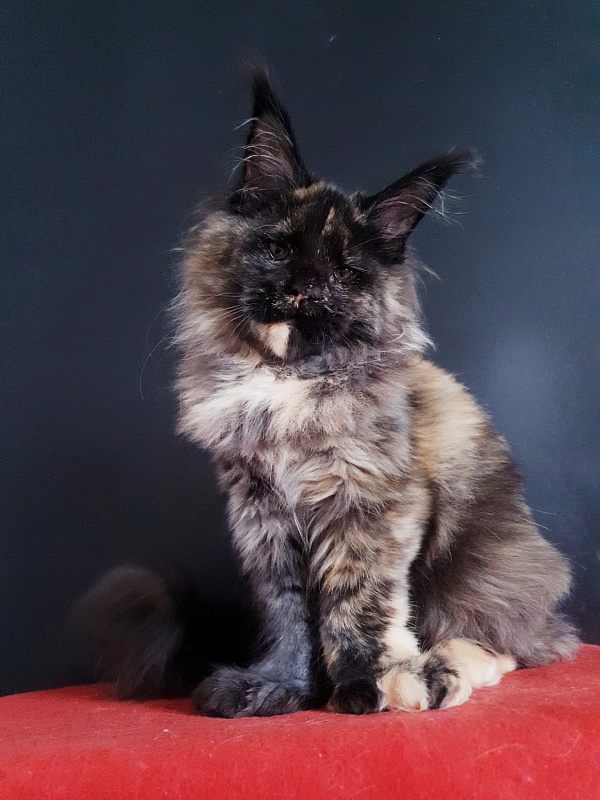Celebrity Akbars (polydactyl) 66/67 - Kitten maine-coon 4 months 4 weeks