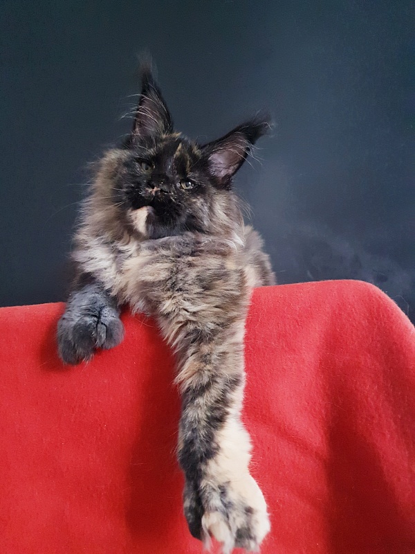 Celebrity Akbars (polydactyl) 66/67 - Kitten maine-coon 4 months 4 weeks