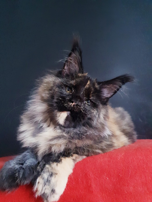 Celebrity Akbars (polydactyl) 66/67 - Kitten maine-coon 4 months 4 weeks