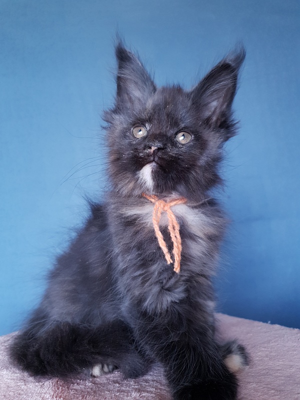 Celebrity Akbars (polydactyl) 66/67 - Kitten maine-coon 2 months 1 week