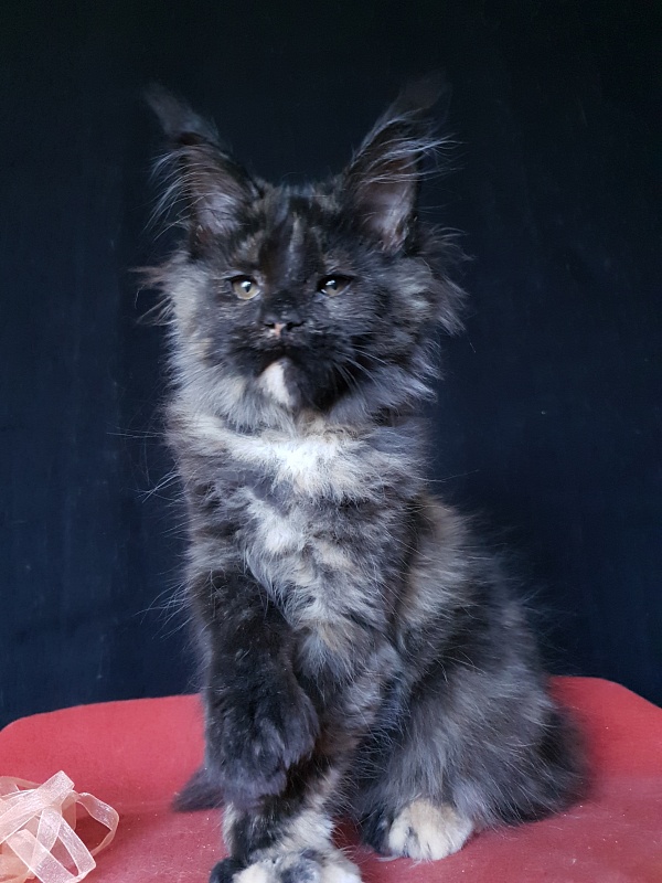Celebrity Akbars (polydactyl) 66/67 - Kitten maine-coon 3 months 3 weeks