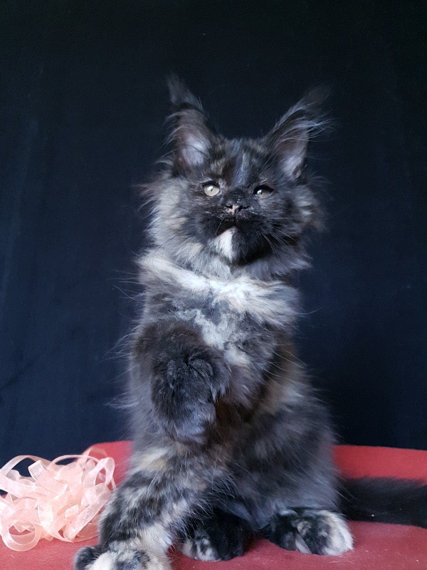 Celebrity Akbars (polydactyl) 66/67 - Kitten maine-coon 3 months 3 weeks
