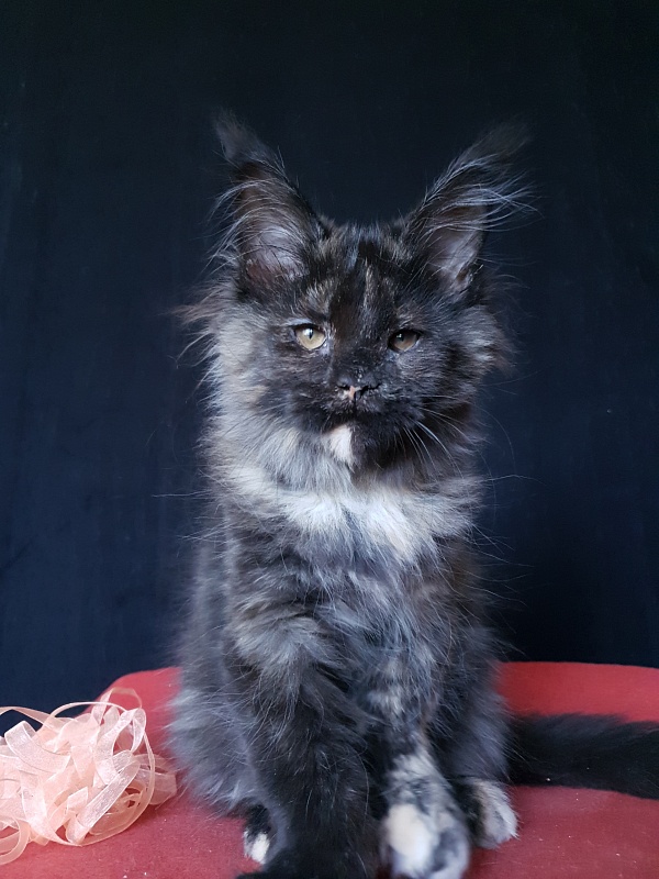 Celebrity Akbars (polydactyl) 66/67 - Kitten maine-coon 3 months 3 weeks