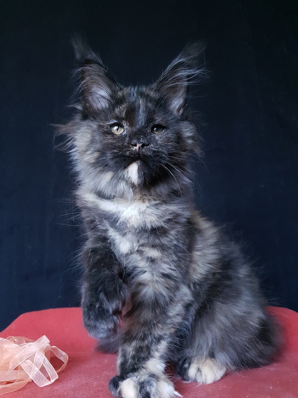 Celebrity Akbars (polydactyl) 66/67 - Kitten maine-coon 3 months 3 weeks