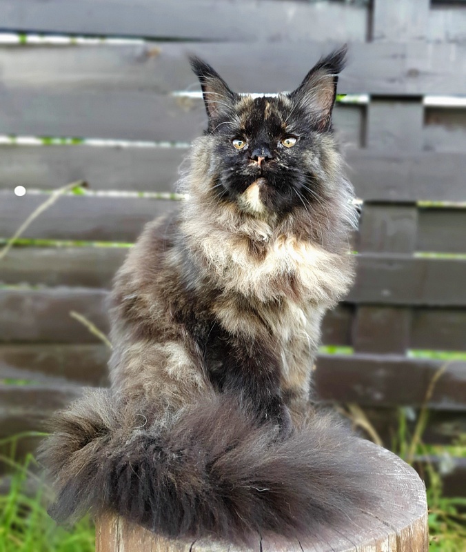 Celebrity Akbars (polydactyl) 66/67 - Junior maine-coon 7 months 1 week