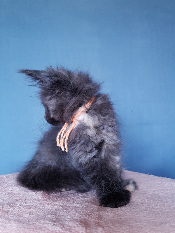 Celebrity Akbars (polydactyl) 66/67 - Kitten maine-coon 2 months 1 week