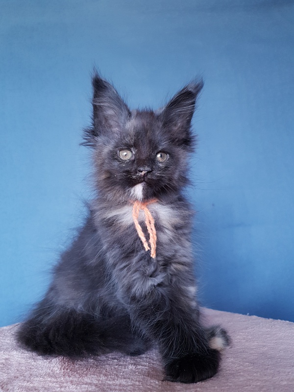 Celebrity Akbars (polydactyl) 66/67 - Kitten maine-coon 2 months 1 week