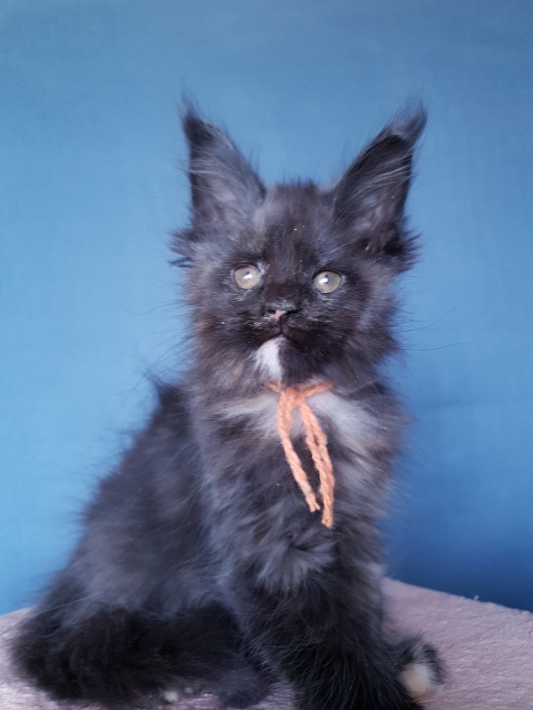 Celebrity Akbars (polydactyl) 66/67 - Kitten maine-coon 2 months 1 week