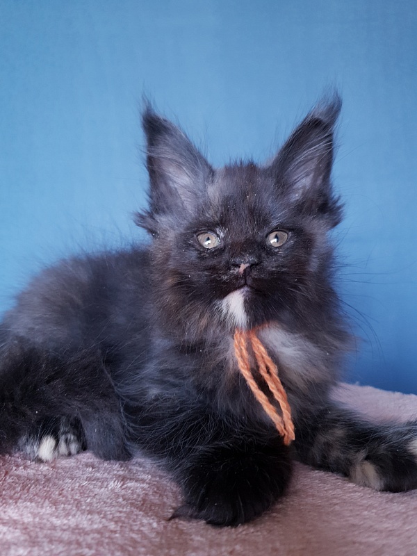 Celebrity Akbars (polydactyl) 66/67 - Kitten maine-coon 2 months 1 week
