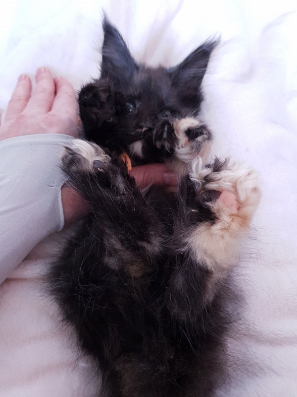 Celebrity Akbars (polydactyl) 66/67 - Kitten maine-coon 2 months 1 week