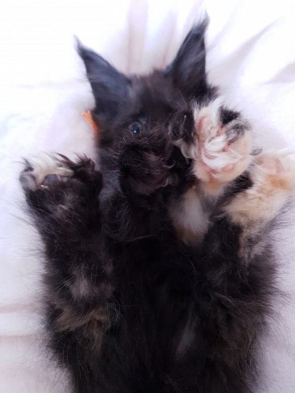 Celebrity Akbars (polydactyl) 66/67 - Kitten maine-coon 2 months 1 week