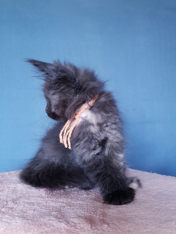Celebrity Akbars (polydactyl) 66/67 - Kitten maine-coon 2 months 1 week