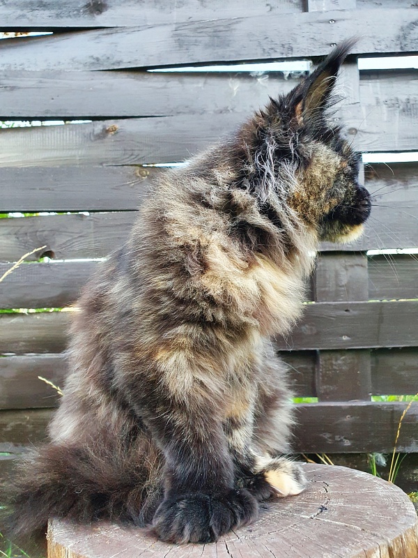 Celebrity Akbars (polydactyl) 66/67 - Junior maine-coon 7 months 1 week