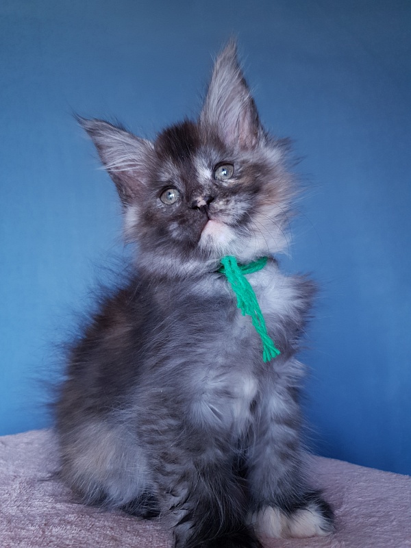 Coffe Akbars (polydactyl) 66/66 - Kitten maine-coon 2 months 1 week