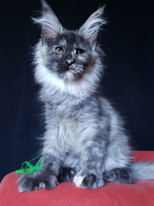 Coffe Akbars (polydactyl) 66/66 - Kitten maine-coon 3 months 3 weeks