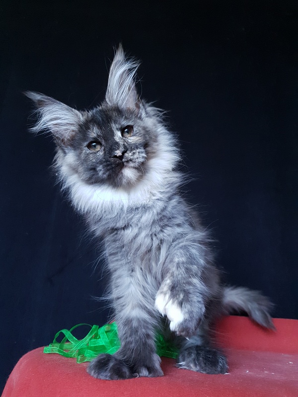 Coffe Akbars (polydactyl) 66/66 - Kitten maine-coon 3 months 3 weeks
