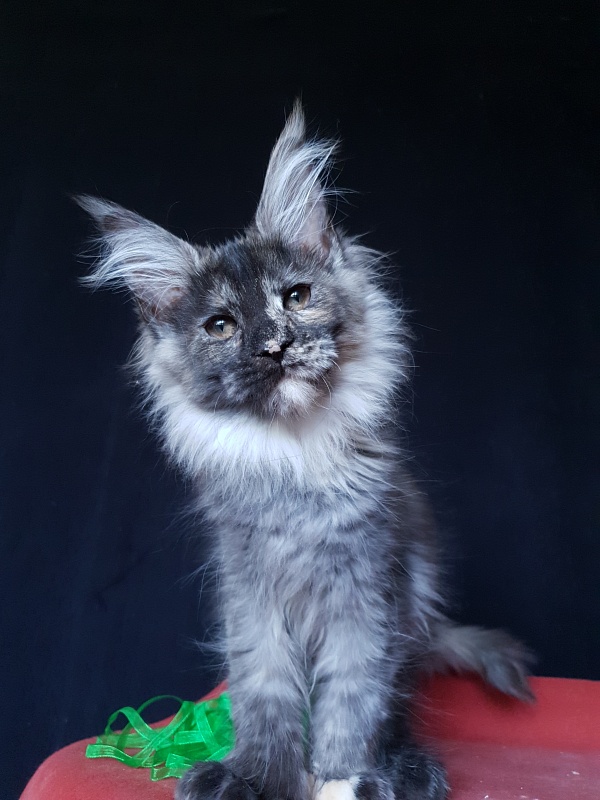 Coffe Akbars (polydactyl) 66/66 - Kitten maine-coon 3 months 3 weeks